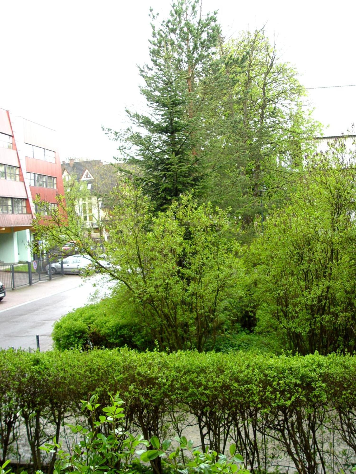 Apartament Tatrzanski Dab Zakopane Exteriör bild